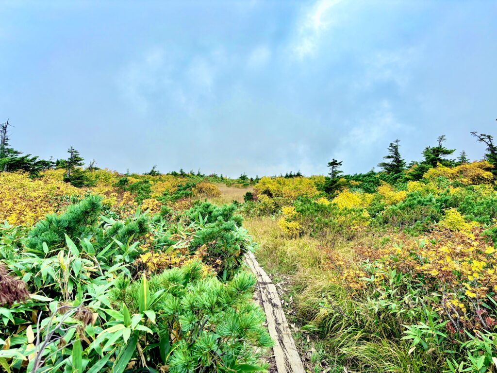 草紅葉,毛無岱,酸ヶ湯温泉,紅葉,
