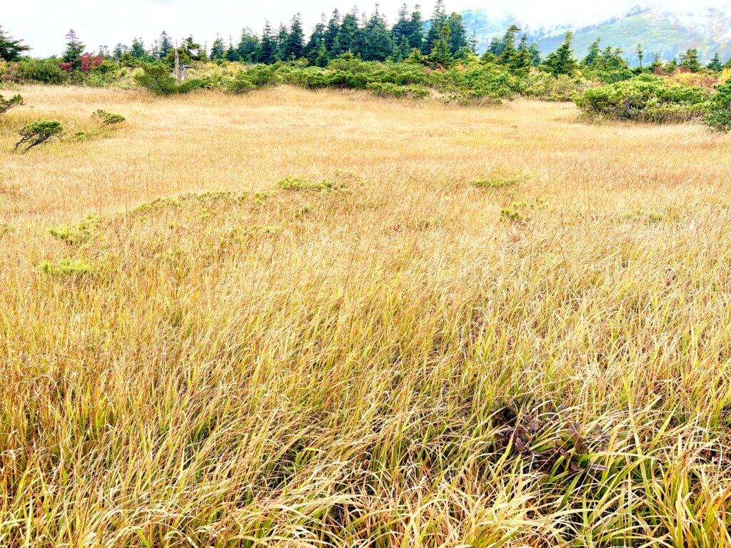 毛無岱