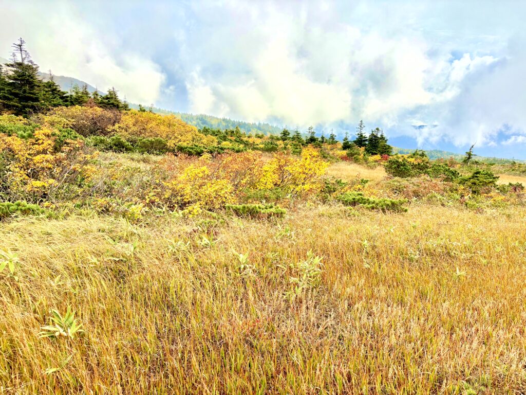 草紅葉,毛無岱,酸ヶ湯温泉,紅葉,