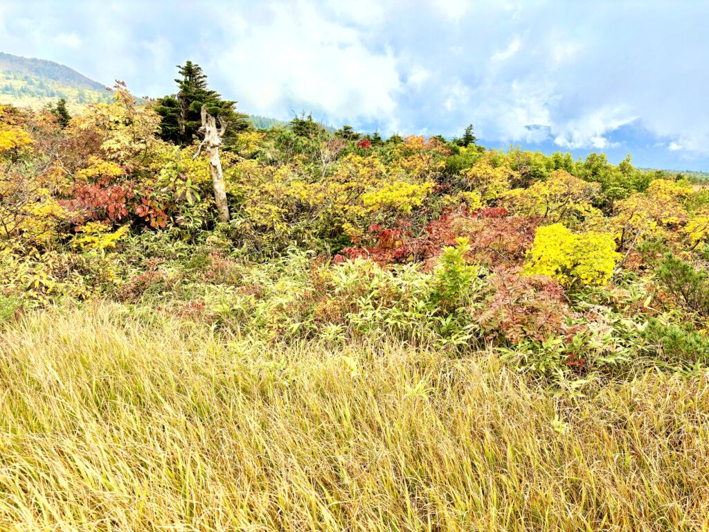 草紅葉,毛無岱,酸ヶ湯温泉,紅葉,