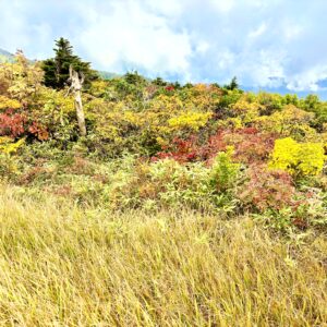 草紅葉,毛無岱,酸ヶ湯温泉,紅葉,
