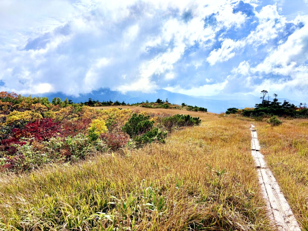 草紅葉,毛無岱,酸ヶ湯温泉,紅葉,