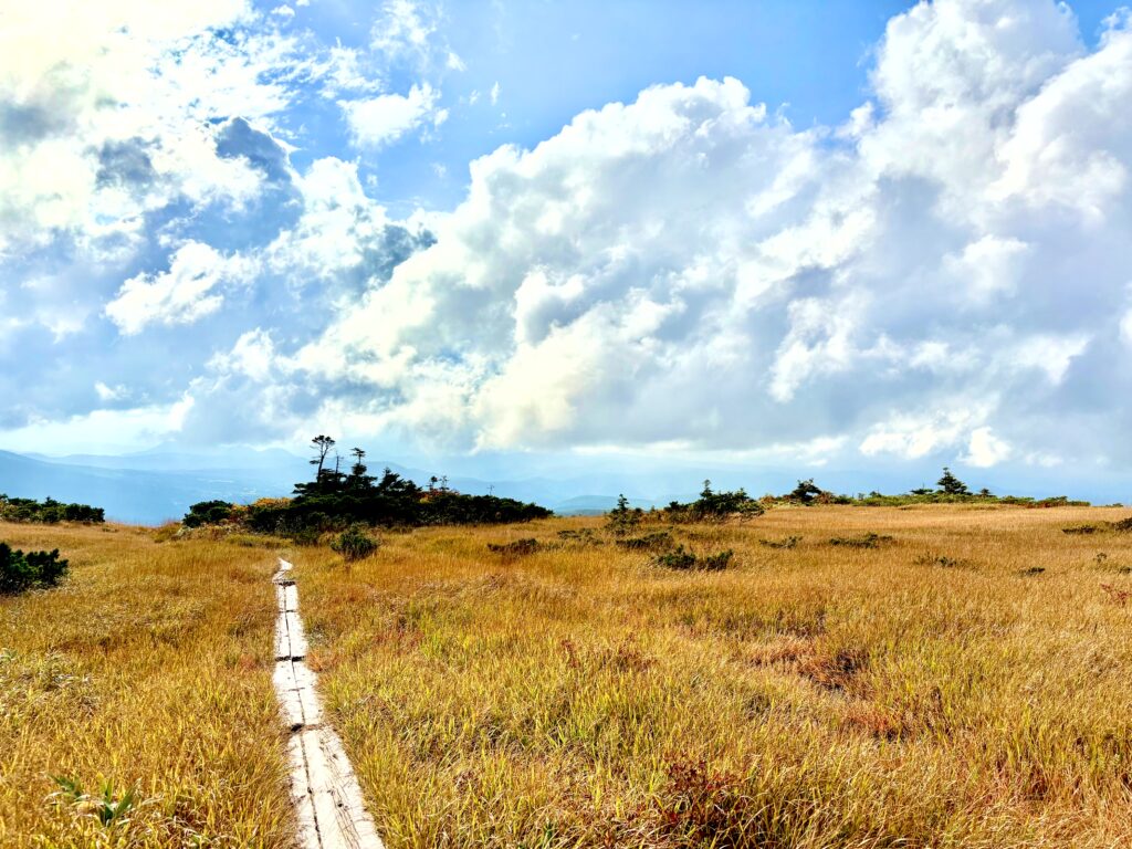草紅葉,毛無岱,酸ヶ湯温泉,紅葉,