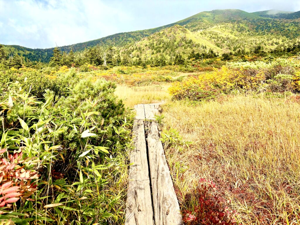 草紅葉,毛無岱,酸ヶ湯温泉,紅葉,