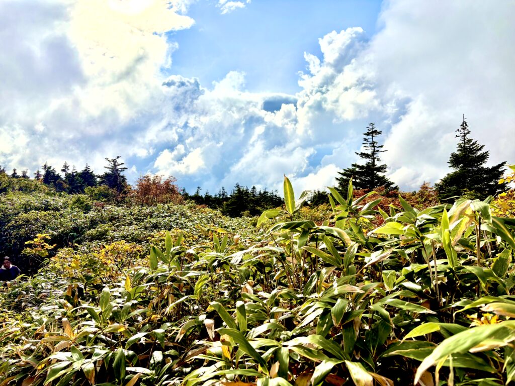 草紅葉,毛無岱,酸ヶ湯温泉,紅葉,