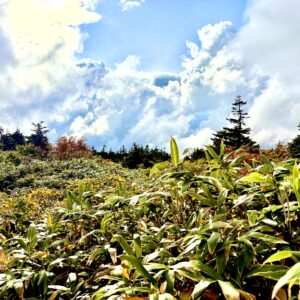 草紅葉,毛無岱,酸ヶ湯温泉,紅葉,