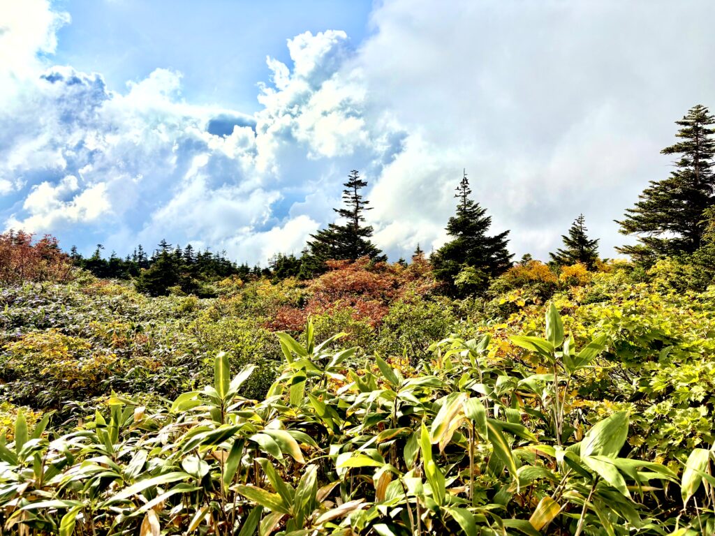 草紅葉,毛無岱,酸ヶ湯温泉,紅葉,