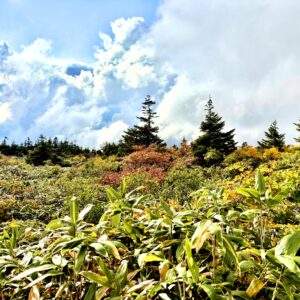 草紅葉,毛無岱,酸ヶ湯温泉,紅葉,