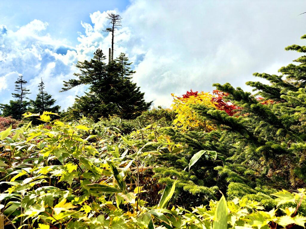 草紅葉,毛無岱,酸ヶ湯温泉,紅葉,