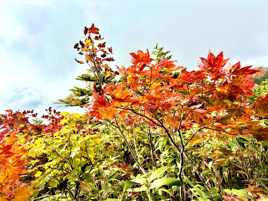 草紅葉,毛無岱,酸ヶ湯温泉,紅葉,