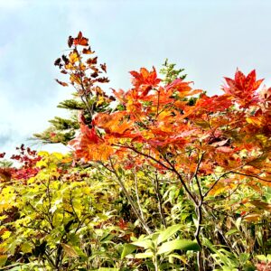 草紅葉,毛無岱,酸ヶ湯温泉,紅葉,