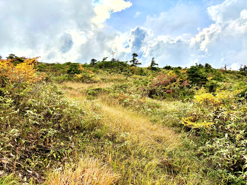 草紅葉,毛無岱,酸ヶ湯温泉,紅葉,