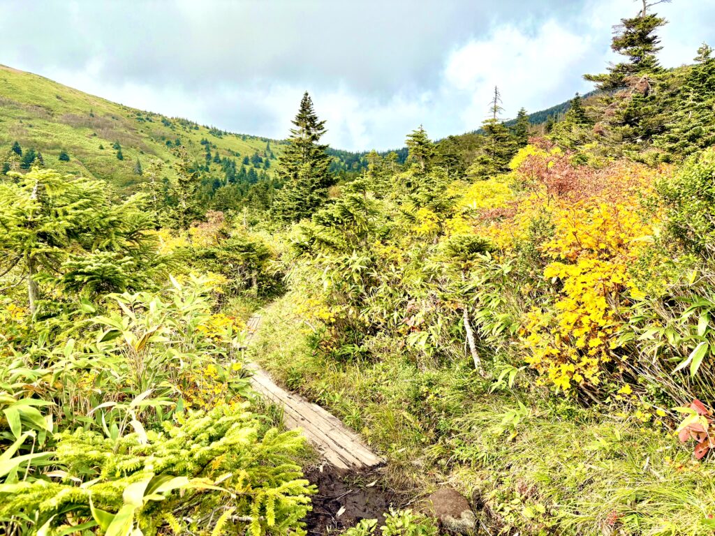 草紅葉,毛無岱,酸ヶ湯温泉,紅葉,