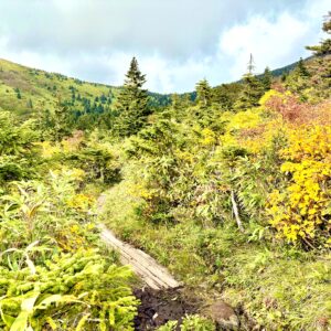 草紅葉,毛無岱,酸ヶ湯温泉,紅葉,