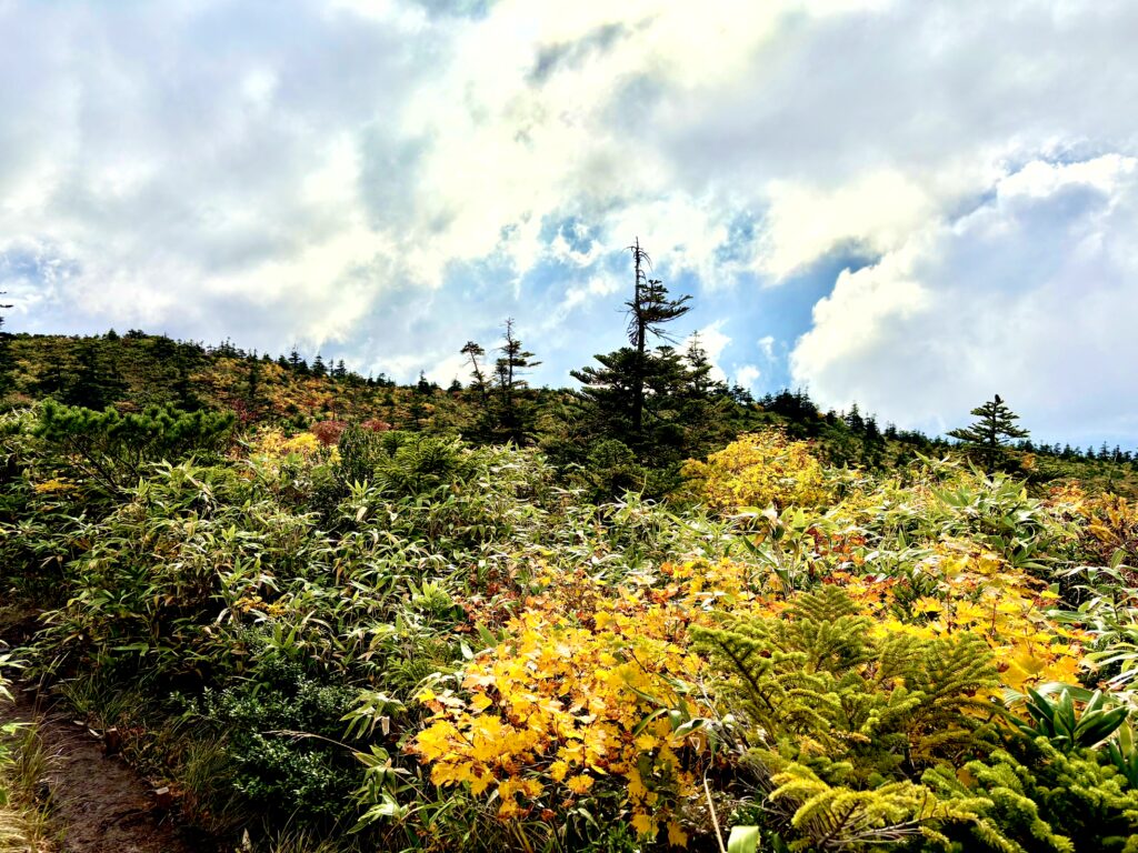 草紅葉,毛無岱,酸ヶ湯温泉,紅葉,