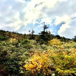 草紅葉,毛無岱,酸ヶ湯温泉,紅葉,