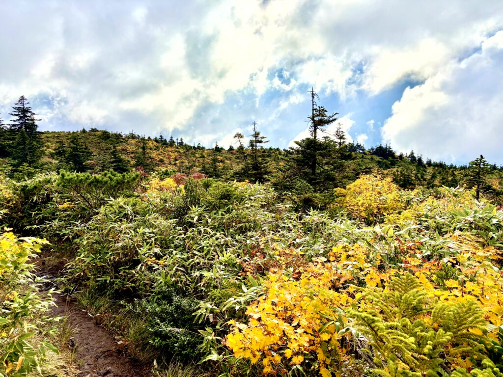 草紅葉,毛無岱,酸ヶ湯温泉,紅葉,