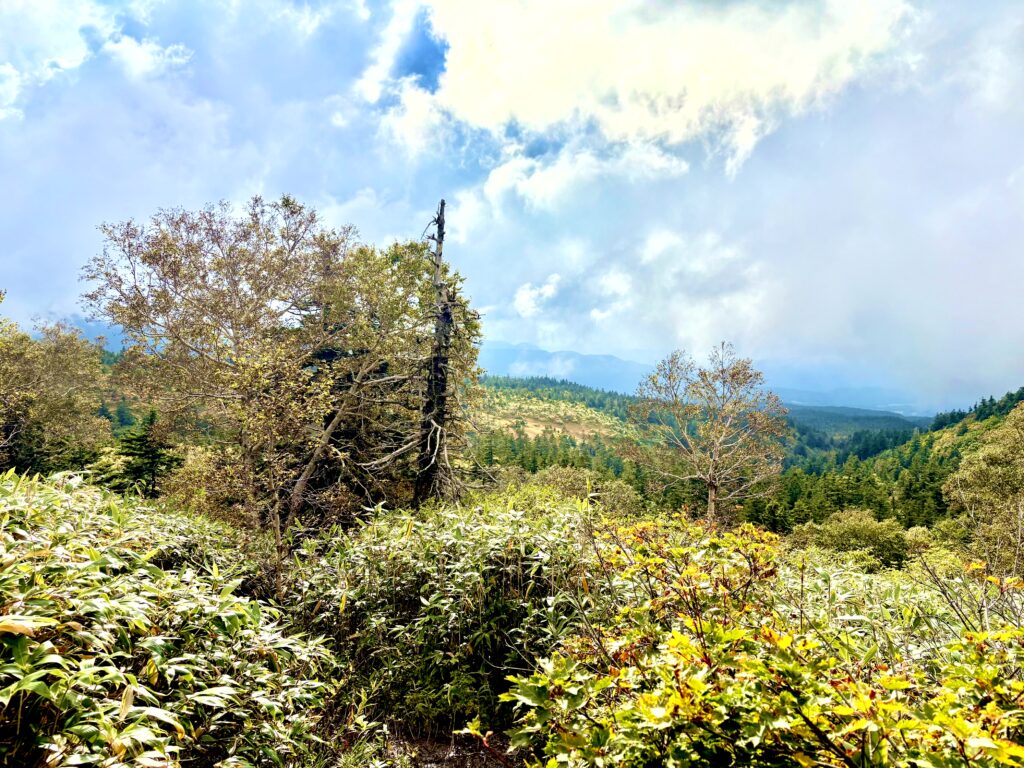 草紅葉,毛無岱,酸ヶ湯温泉,紅葉,