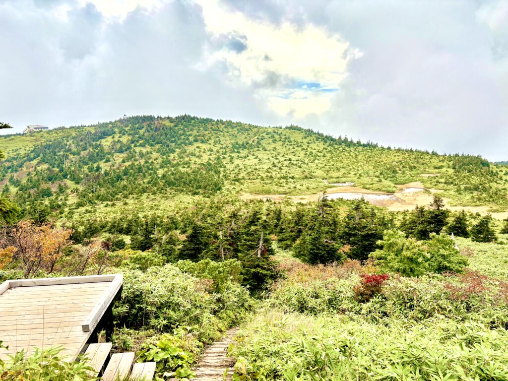 草紅葉,毛無岱,酸ヶ湯温泉,紅葉,