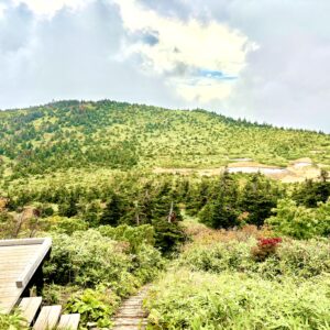 草紅葉,毛無岱,酸ヶ湯温泉,紅葉,