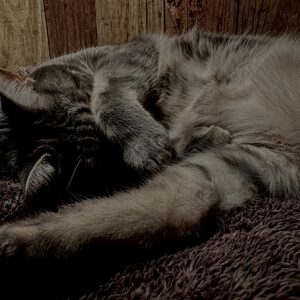 猫,短毛種,アメショ,アメリカンショートヘア,家猫,