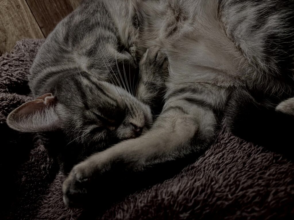 猫,短毛種,アメショ,アメリカンショートヘア,家猫,