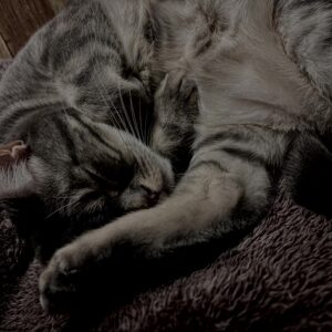 猫,短毛種,アメショ,アメリカンショートヘア,家猫,