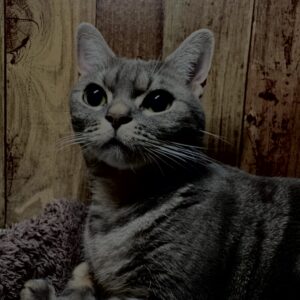 猫,短毛種,アメショ,アメリカンショートヘア,家猫,