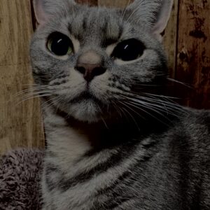 猫,短毛種,アメショ,アメリカンショートヘア,家猫,