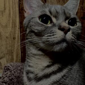 猫,短毛種,アメショ,アメリカンショートヘア,家猫,