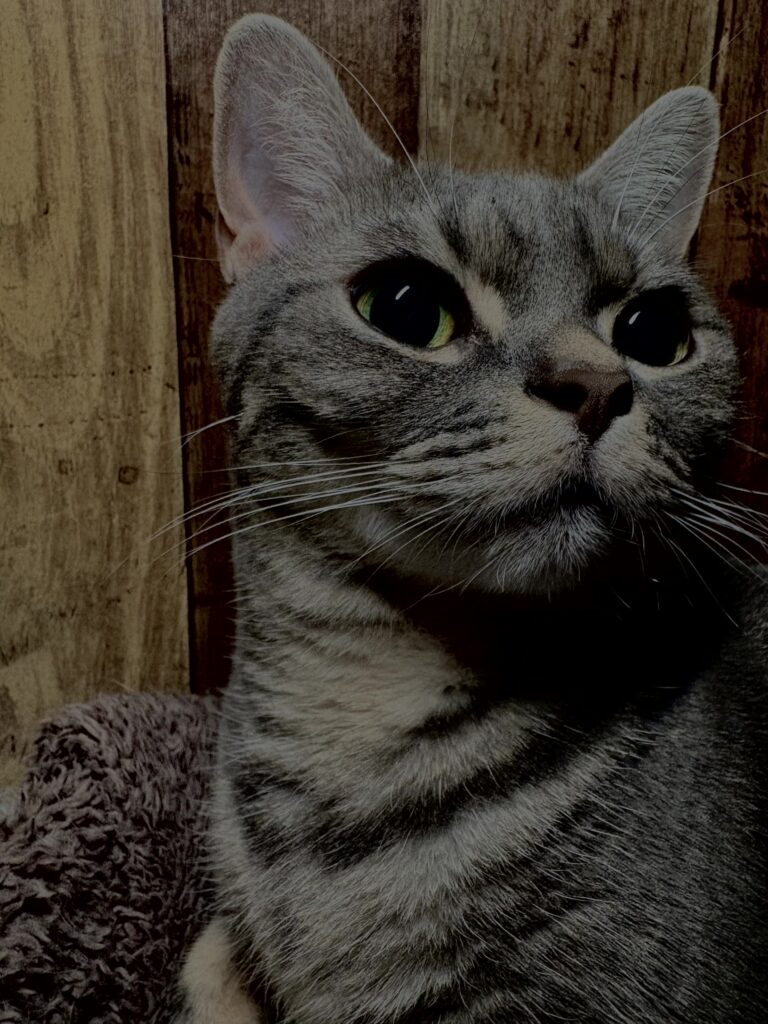猫,短毛種,アメショ,アメリカンショートヘア,家猫,