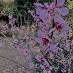 梅,ピンク,早咲き,バラ科,サクラ属,梅の名所,