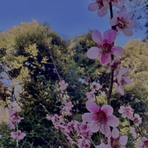 梅,ピンク,早咲き,バラ科,サクラ属,梅の名所,