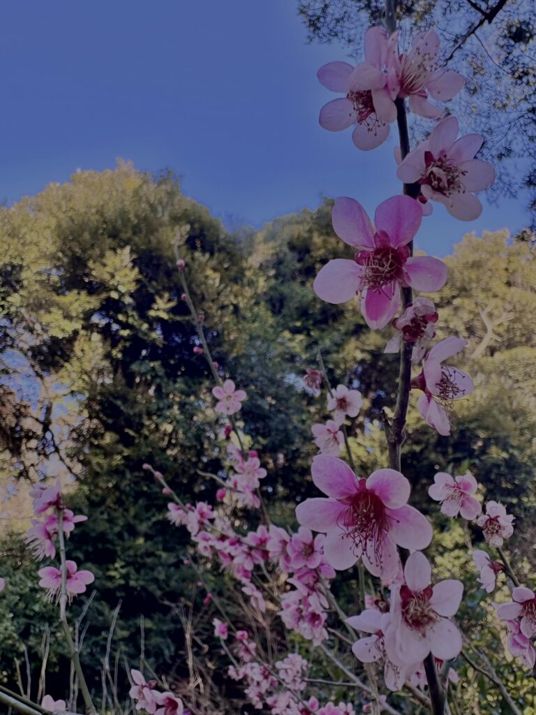 梅,ピンク,早咲き,バラ科,サクラ属,梅の名所,