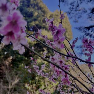 梅,ピンク,早咲き,バラ科,サクラ属,梅の名所,