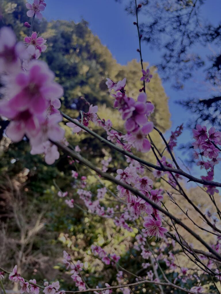 梅,ピンク,早咲き,バラ科,サクラ属,梅の名所,