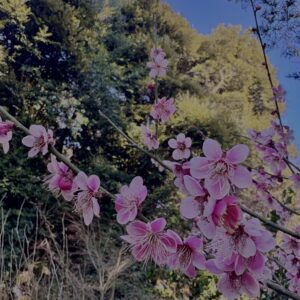 梅,ピンク,早咲き,バラ科,サクラ属,梅の名所,