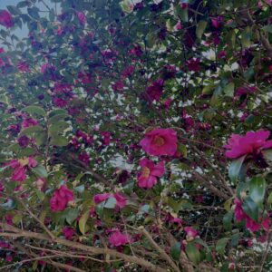 サザンカ,山茶花,ツバキ科,赤,花,