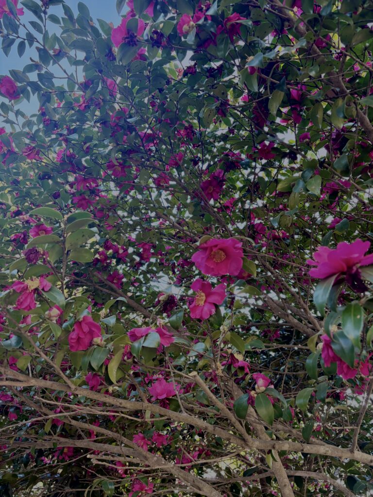 サザンカ,山茶花,ツバキ科,赤,花,