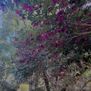 サザンカ,山茶花,ツバキ科,赤,花,