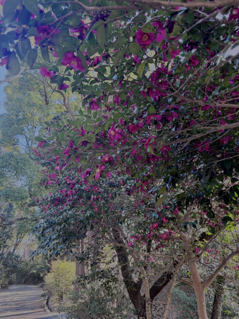サザンカ,山茶花,ツバキ科,赤,花,