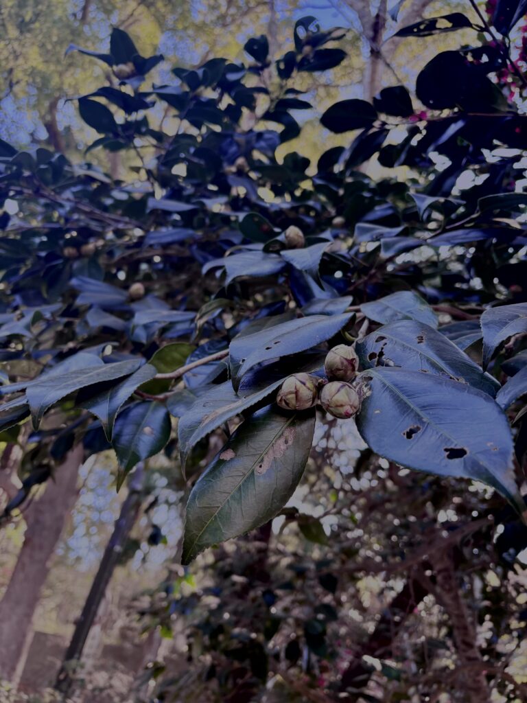 サザンカ,山茶花,ツバキ科,赤,花,