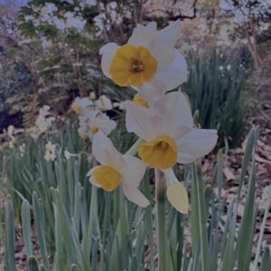 水仙,スイセン,水仙の花,冬の花,春の花,花写真,花スポット,季節の花