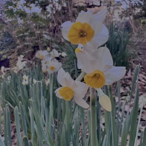 水仙,スイセン,水仙の花,冬の花,春の花,花写真,花スポット,季節の花