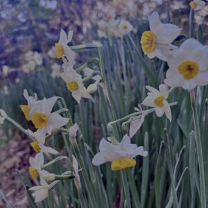 水仙,スイセン,水仙の花,冬の花,春の花,花写真,花スポット,季節の花