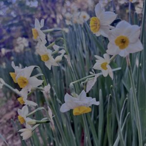 水仙,スイセン,水仙の花,冬の花,春の花,花写真,花スポット,季節の花