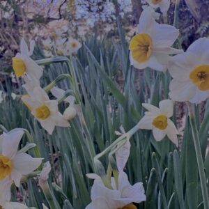 水仙,スイセン,水仙の花,冬の花,春の花,花写真,花スポット,季節の花