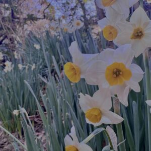 水仙,スイセン,水仙の花,冬の花,春の花,花写真,花スポット,季節の花
