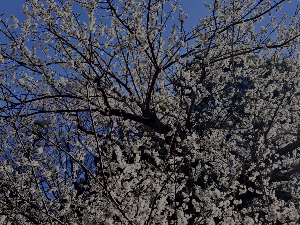 白梅,梅の花,梅林,早春,花見スポット,和風庭園,季節風景,日本庭園