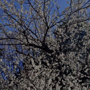 白梅,梅の花,梅林,早春,花見スポット,和風庭園,季節風景,日本庭園